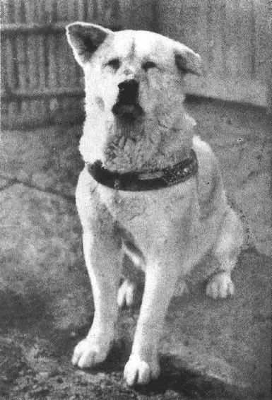 秋田犬