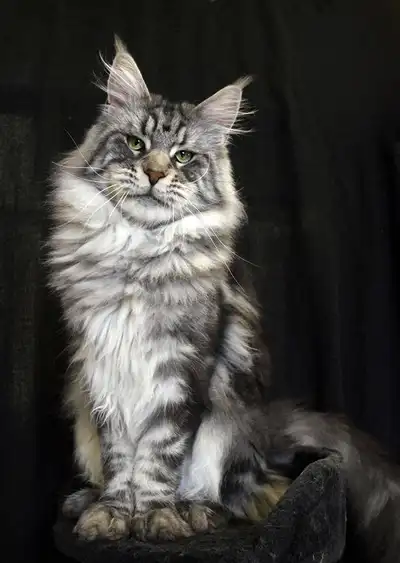 缅因猫