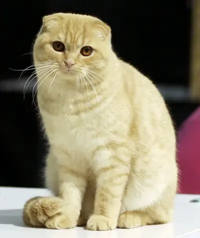 苏格兰折耳猫