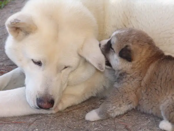 秋田犬 图集 2