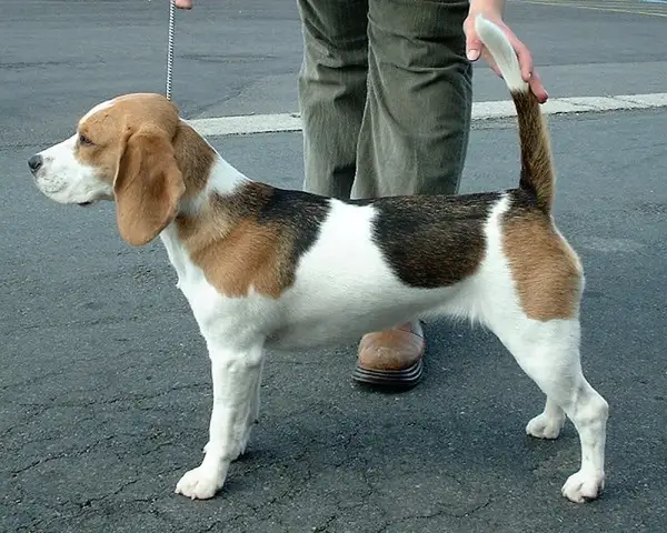 比格犬 图集 2