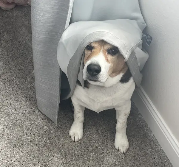比格犬 图集 6