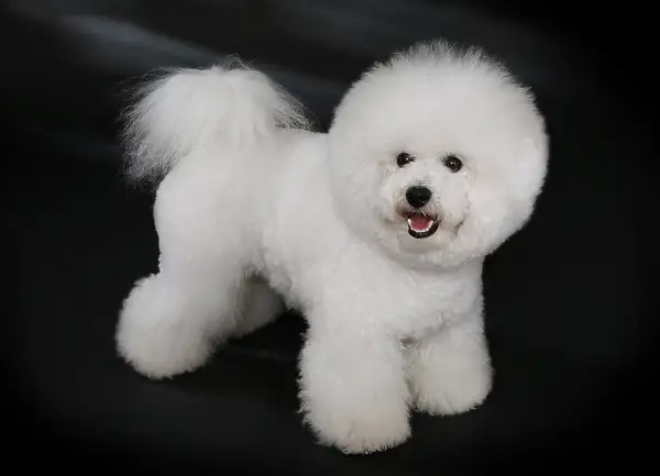 比熊犬 图集 2