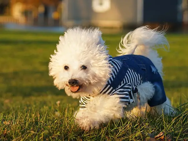 比熊犬 图集 3