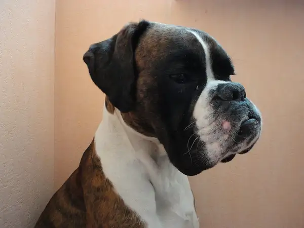 拳师犬 图集 4