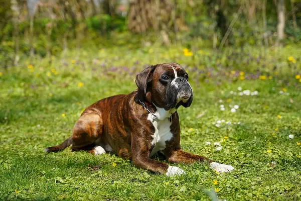 拳师犬 图集 5