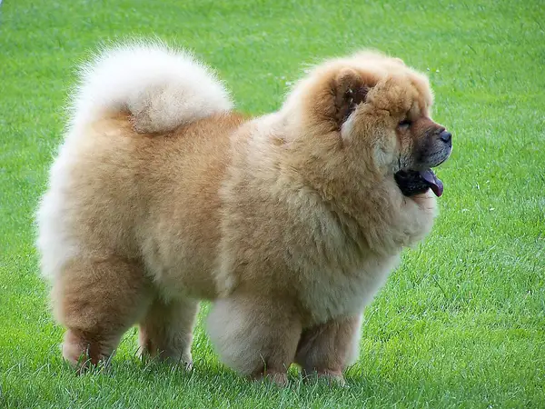 松狮犬 图集 2