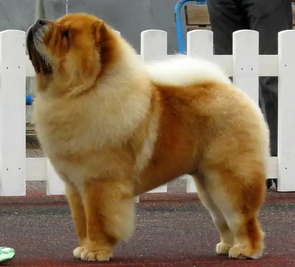 松狮犬 图集 4