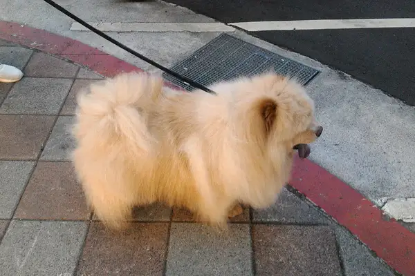 松狮犬 图集 5