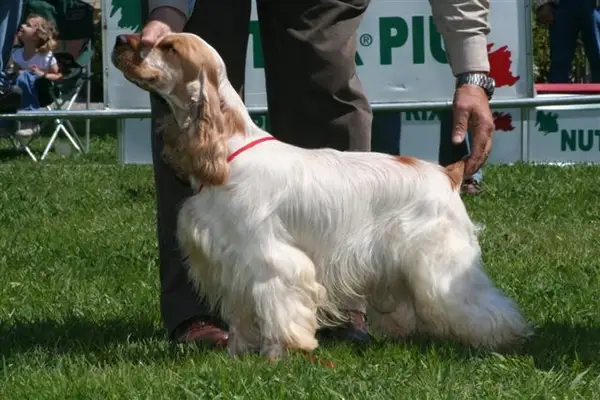 可卡犬 图集 2