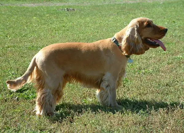 可卡犬 图集 3