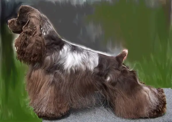 可卡犬 图集 4