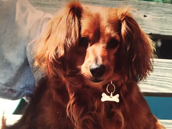 腊肠犬 图集 3