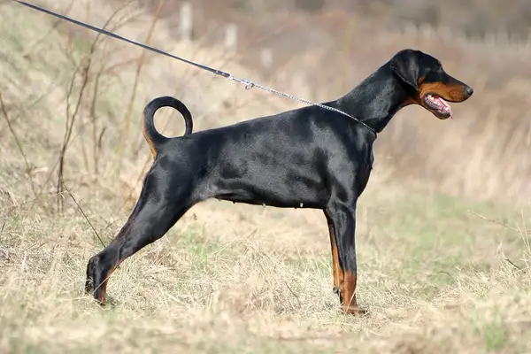 杜宾犬 图集 8