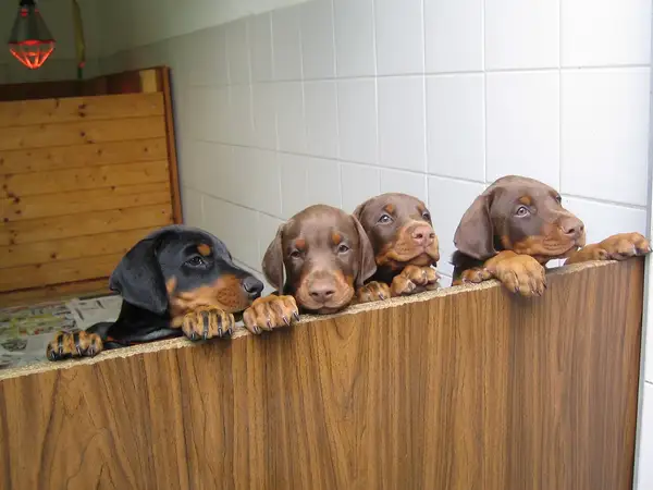 杜宾犬 图集 2