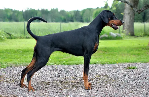 杜宾犬 图集 3