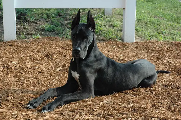 大丹犬