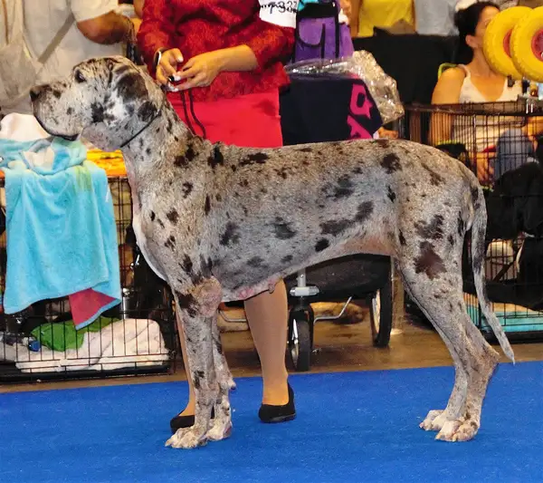 大丹犬 图集 3