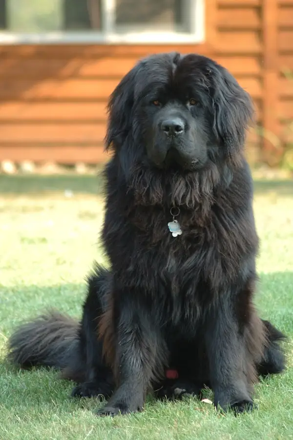 纽芬兰犬 图集 4