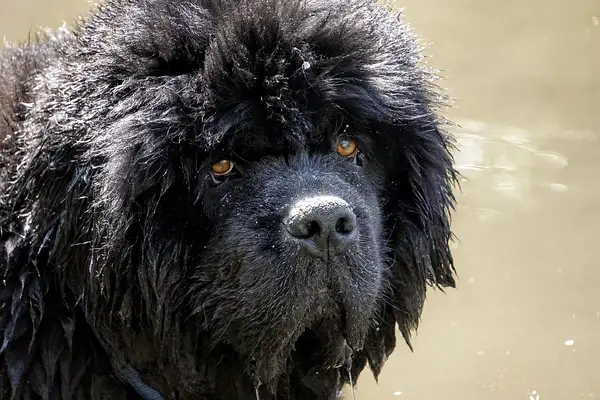 纽芬兰犬 图集 5
