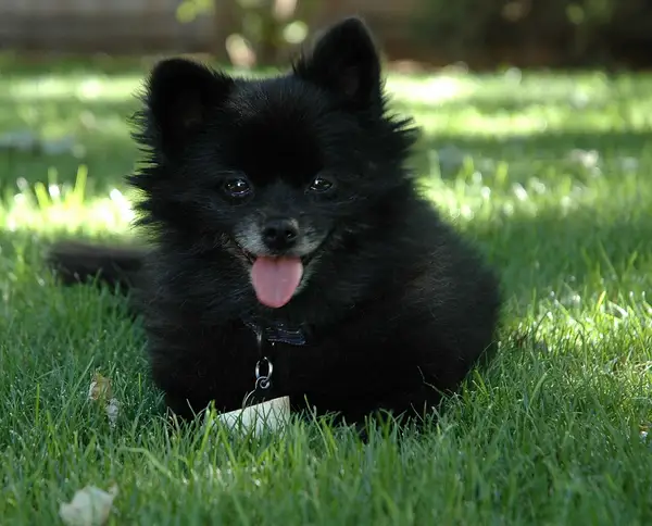 博美犬 图集 3