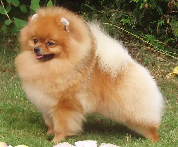 博美犬 图集 4