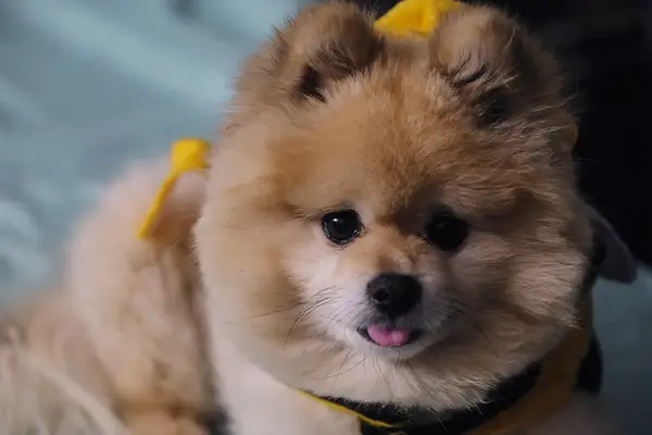 博美犬 图集 2