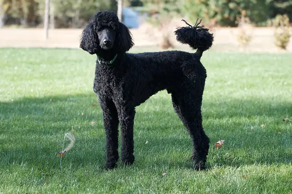 贵宾犬 图集 4