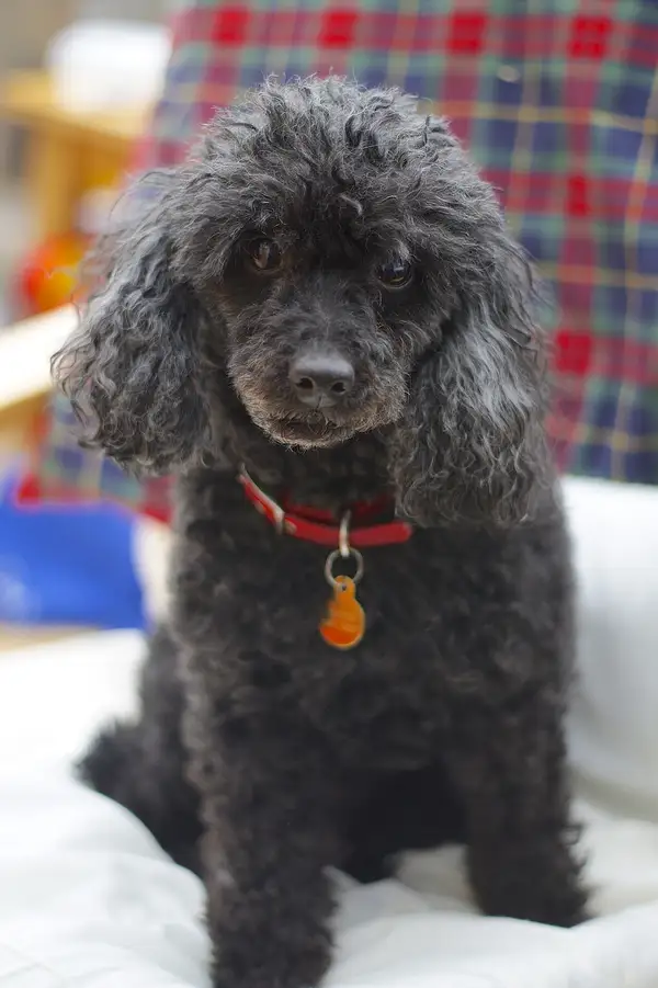 贵宾犬 图集 5