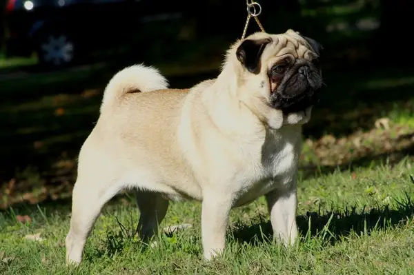 巴哥犬 图集 2