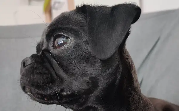 巴哥犬 图集 3