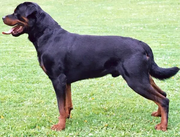 罗威纳犬 图集 3