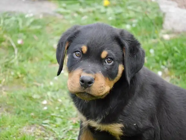 罗威纳犬 图集 2