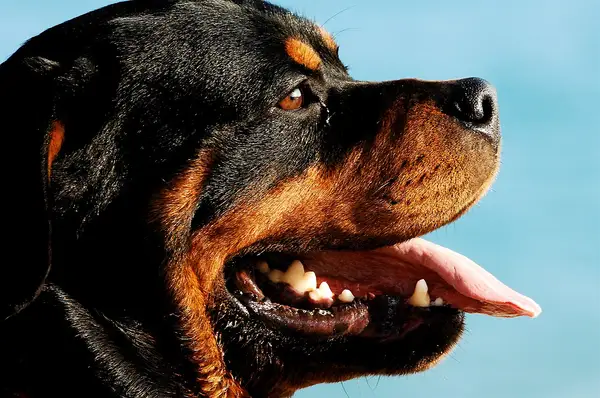 罗威纳犬 图集 5