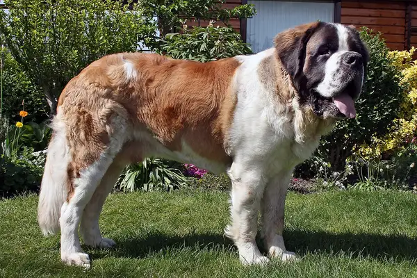 圣伯纳犬 图集 2
