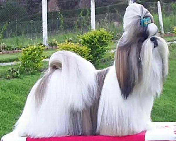 西施犬 图集 2