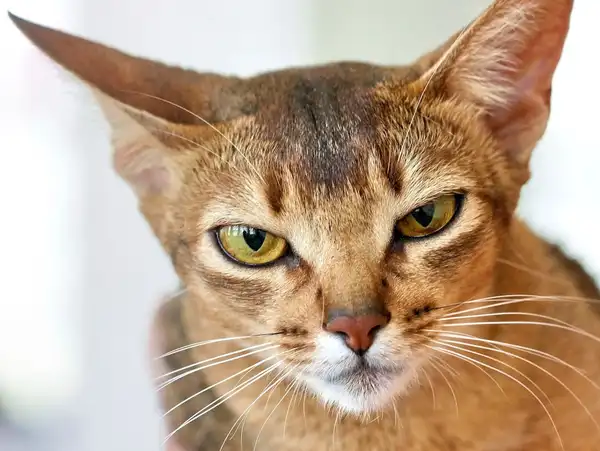阿比西尼亚猫 图集 2