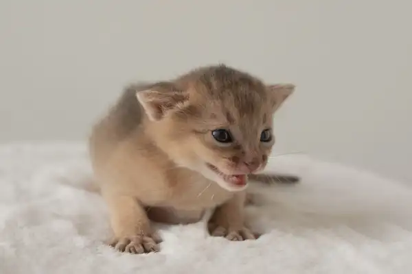 阿比西尼亚猫 图集 4