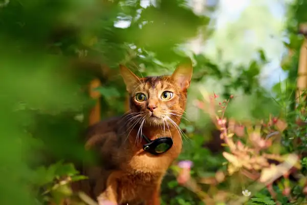 阿比西尼亚猫