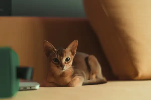 阿比西尼亚猫 图集 3