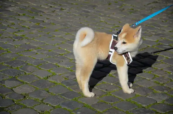 秋田犬 图集 5