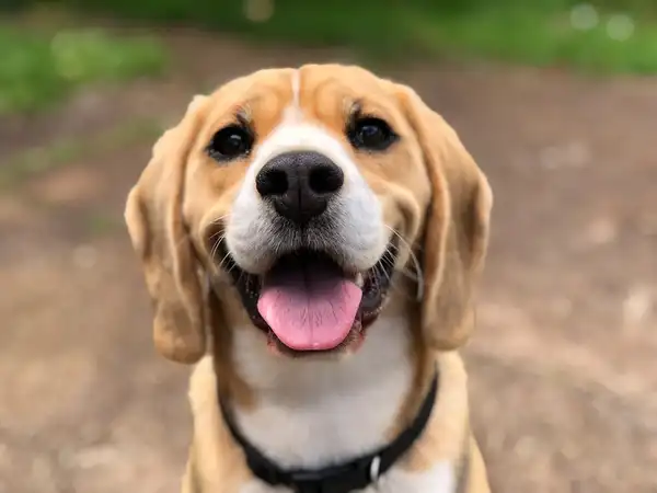 比格犬 图集 4