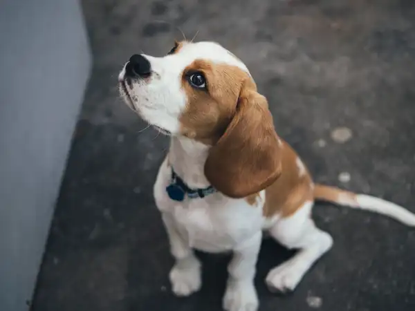 比格犬 图集 7