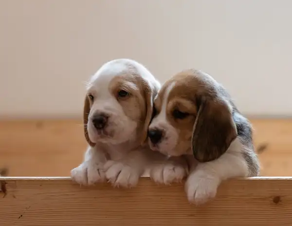 比格犬 图集 3