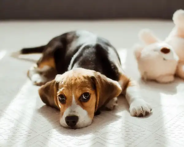比格犬
