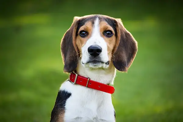 比格犬 图集 8