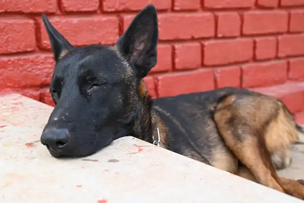 Belgian Malinois photo 8