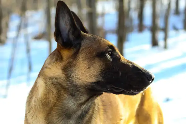 Belgian Malinois photo 6