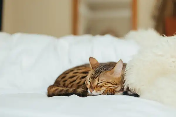 豹猫 图集 3