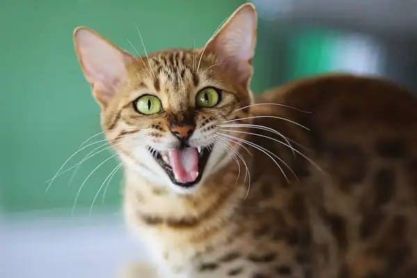 豹猫